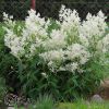 Persicaria Polymorpha